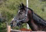 Koně Centauruse 2011 