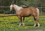 Koně Centauruse 2011 