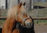 Koně Centauruse 2011 