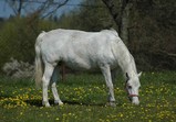 Koně Centauruse 2011 