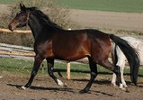 Koně Centauruse 2011 